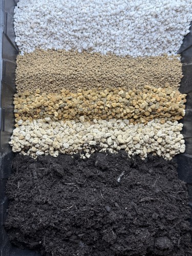 Premium specialist lithops - premium,