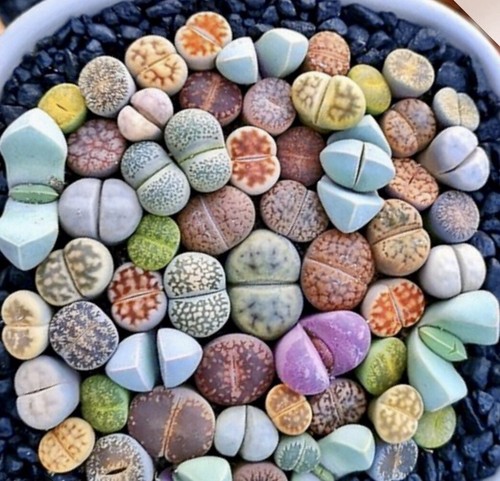 Lithops living stones pick - -,