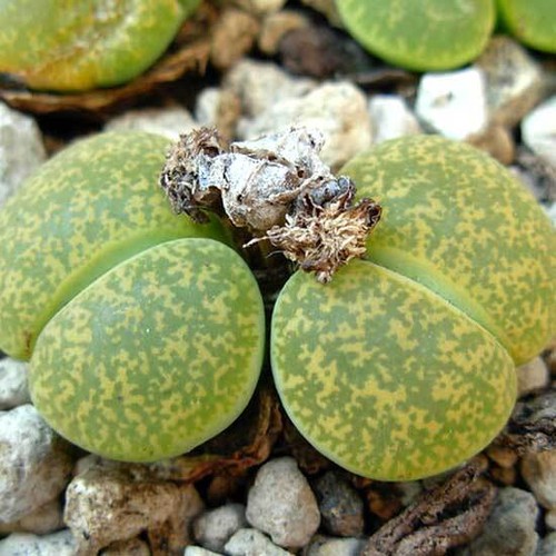 Lithops lesleii albinica 15 - albinica,