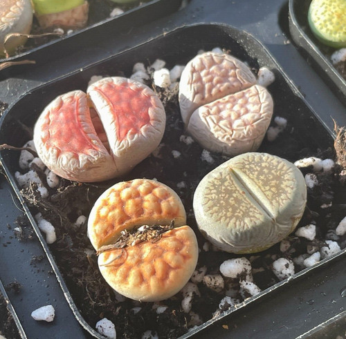4pcs lithops living stones - 4pcs,