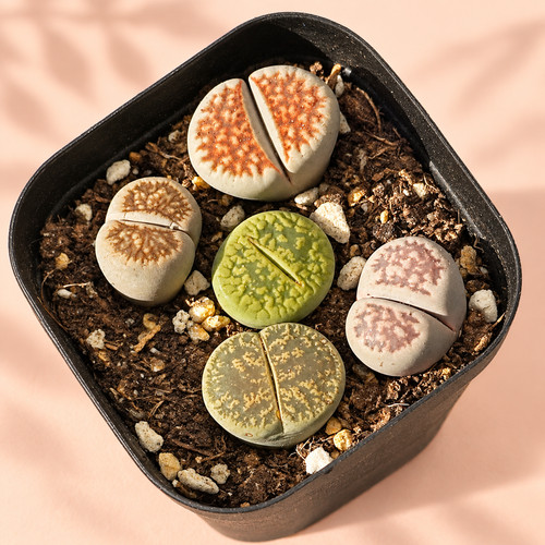 5pcs premium lithops selection - 5pcs,