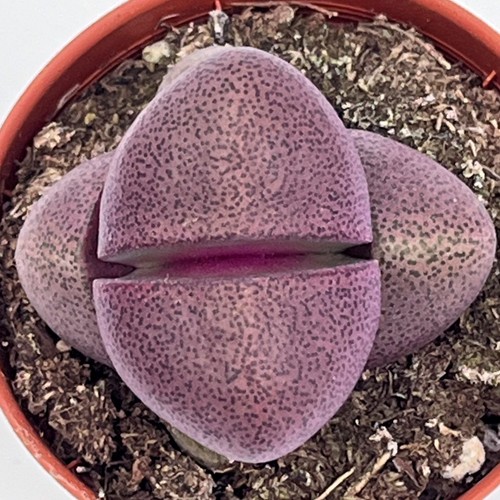 Pleiospilos nelii royal flush - nelii,